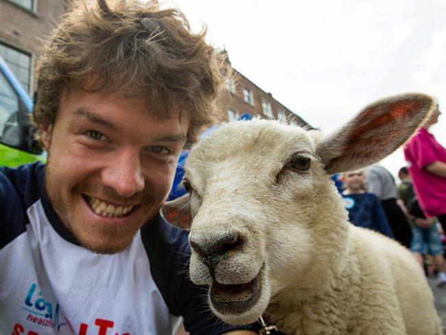 Allan Dixon’s animal selfies - sheep. Pic: @Daxon/Caters News