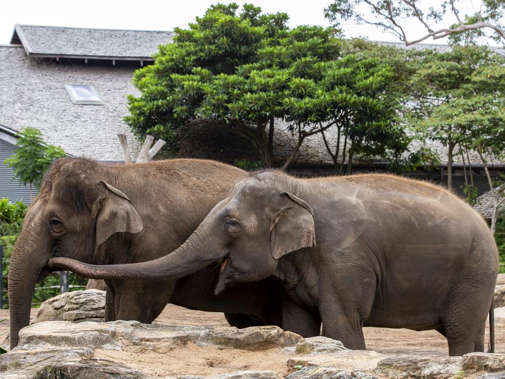 Taronga Zoo Sydney’s female Asian elephants Tang Mo, left, and Pak Boon, right, pictured in 2021. Rick Stevens/2nd March 2021.