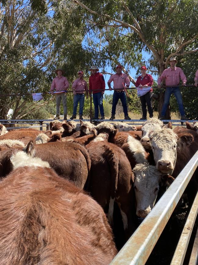 Big lines of whiteface cattle go under the hammer at the mountain calf sales. Picture: Fiona Myers