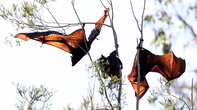 The Hendra cirus mainly affects large fruit bats.