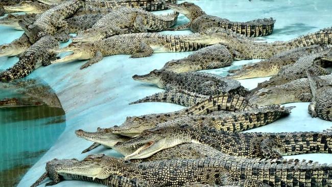 Fashion bites at Mareeba Melaleuca Crocodile Farm as high-end