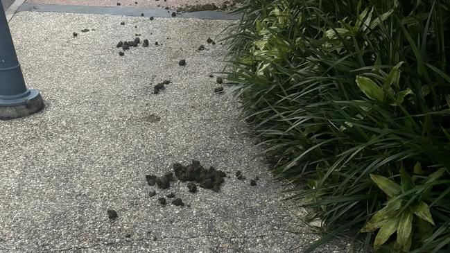 Horse manure outside the entrance to the Woodford Hotel. Picture: Facebook/Woodford Community Information Page