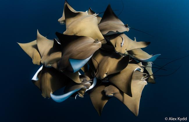 Animal behaviour winner: Cow nose ray, Ningaloo Reef, WA, Australia. Picture: Alex Kydd/2020 Australian Geographic Nature Photographer of the Year Awards