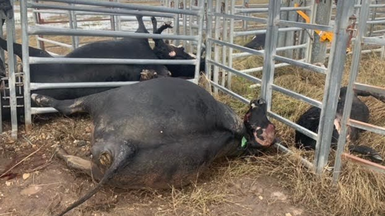 Drowned cattle are a common sight on NSW farms affected by the floods. Picture: Bruno Ros via NCA NewsWire