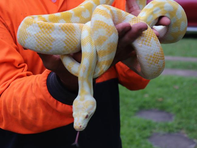 Like all his snakes, the ALbino Darwin is not venomous. Photo: Luke lay