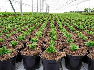 Wholesale nursery supplier Dan's Plants is hoping to set up new greenhouses on the Northern Rivers.