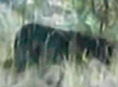 File footage from 2001 of an alleged panther sighting in Australia.