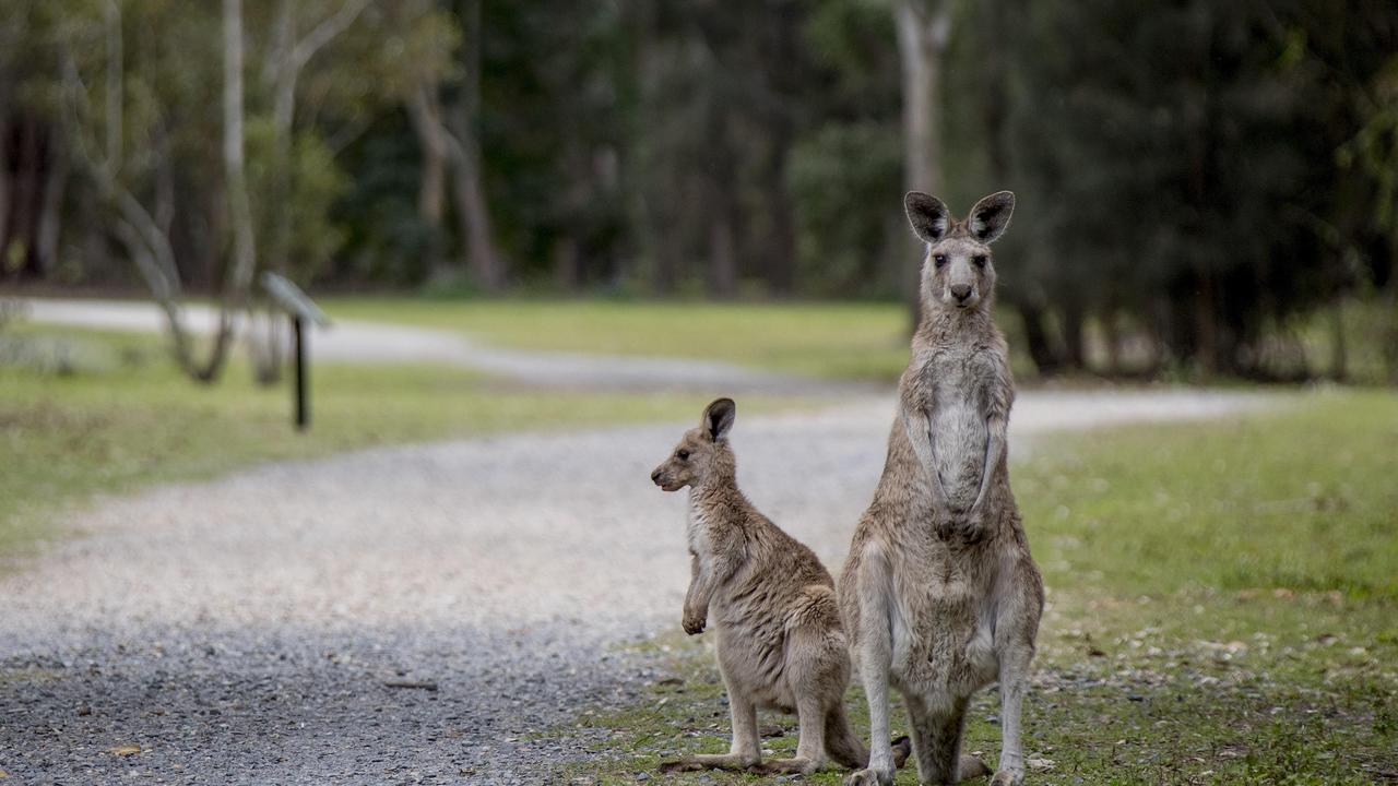 Kangaroos at the popular Coombabah Lakelands Conservation Area. Picture: Jerad Williams.