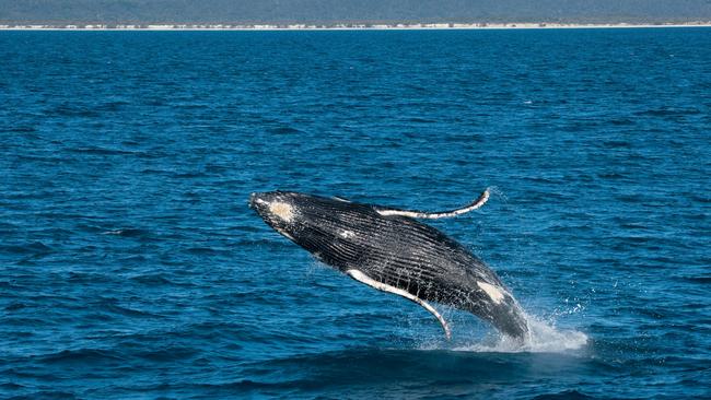 A whale off K'Gari in QLD.