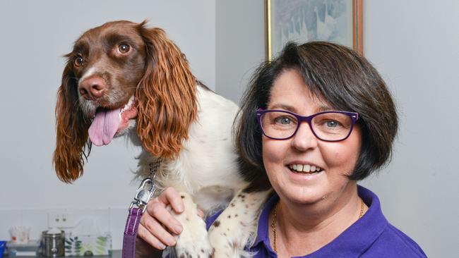 Vet Dr Jenny Weston with patient springer spaniel Nessie at her Croydon Park practice. Picture: NCA NewsWire / Brenton Edwards