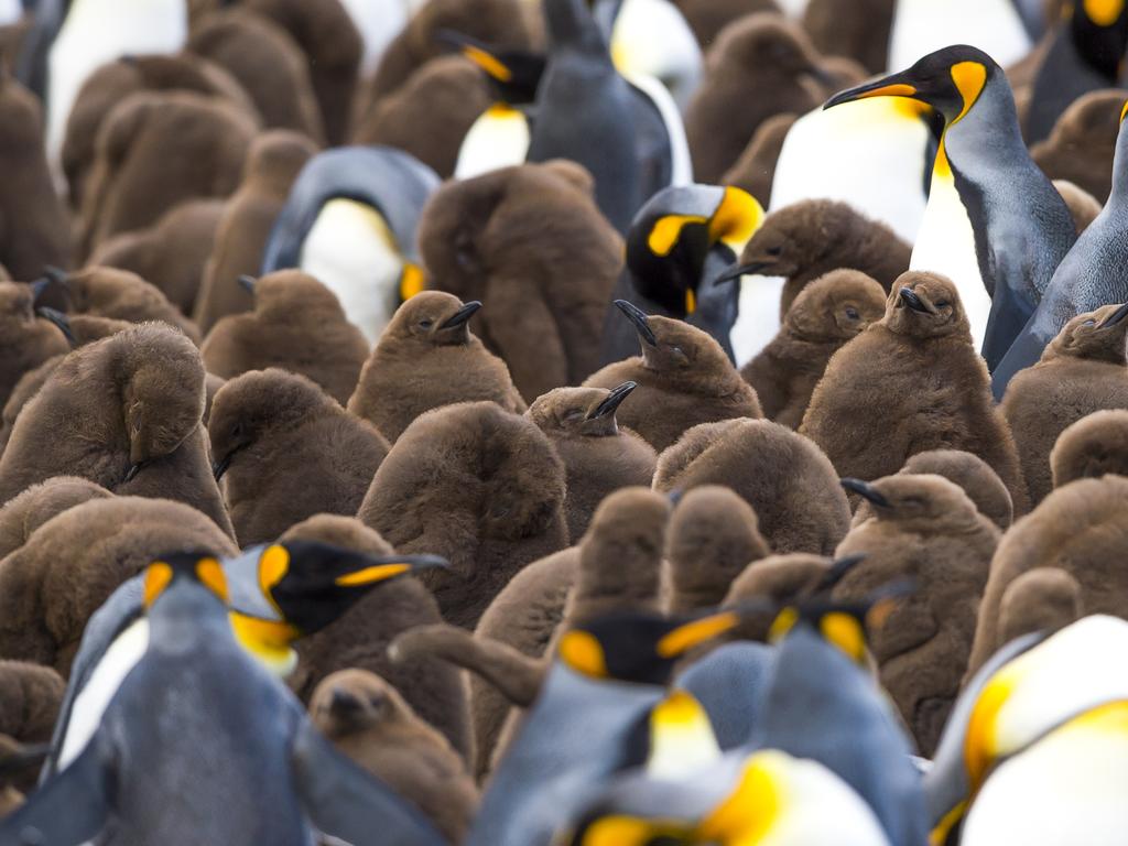 King Penguin on Macquarie Island., King Penguin in front of…