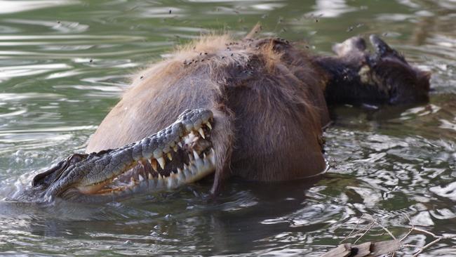 A croc takes on a baby buffalo in the Daly River. Picture: Robert Bickerton