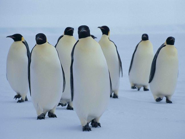 Emperor penguins on the move in Antarctica. Picture: Doug Thost