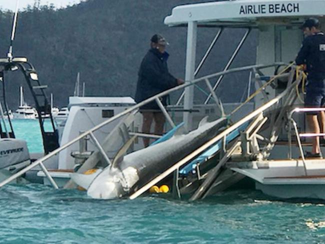 A Shark is caught on a drum line in the Cid Harbour, Whitsundays, following a near-fatal attack in 2018.