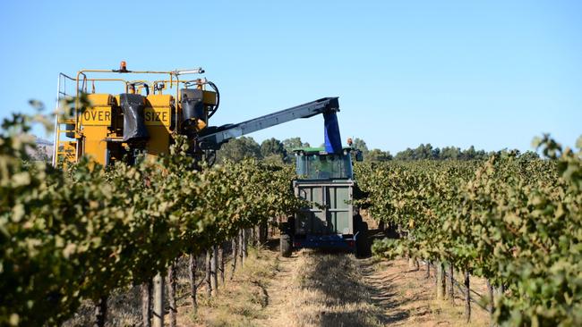 Cabernet sauvignon grapes being harvested at Treasury Wine Estates’ Wolf Blass vineyards in the Barossa Valley. Picture: Bloomberg