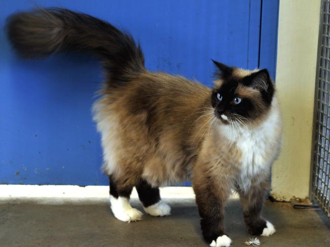 Ragdoll kittens for sale best sale central coast