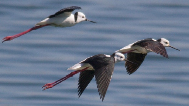 Black-winged stilts at Riverstone wetlands.