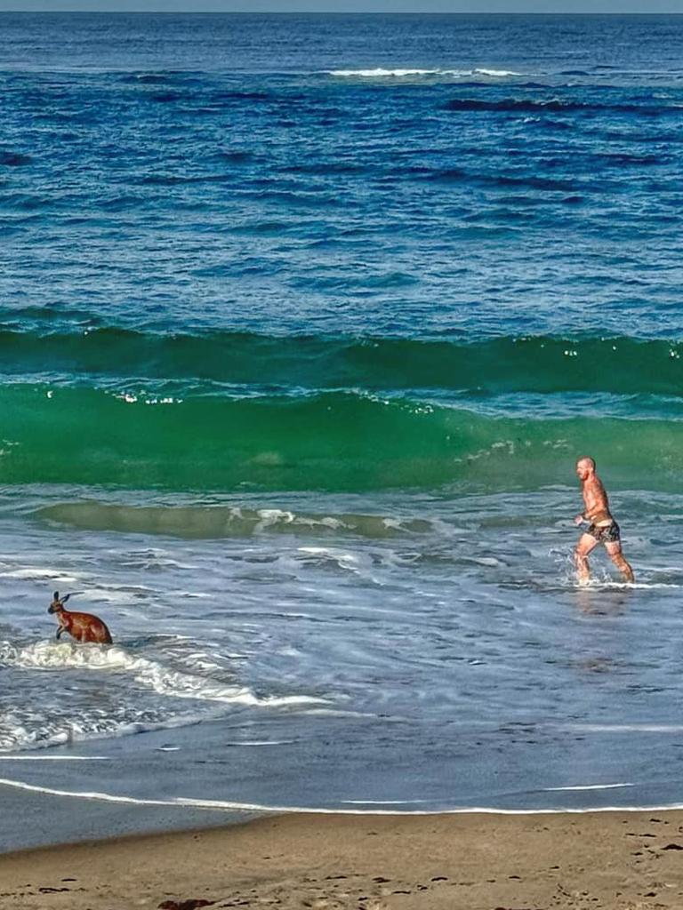 Man strips to rescue bewildered Kangaroo who got lost in turbulent waters at Port Noarlunga. Picture: Facebook