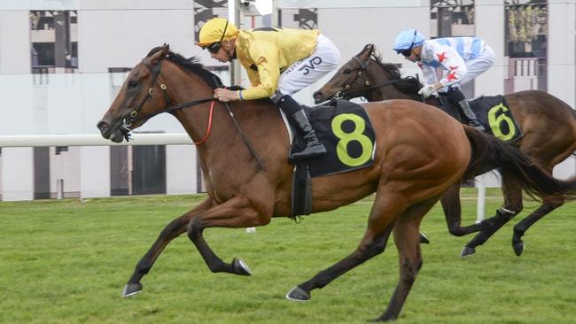 Miss Spacegirl can kick off her campaign on a winning note at Gosford. Picture: Bradley Photos