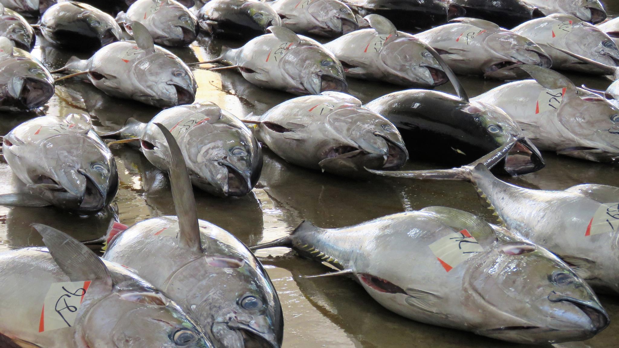 Tuna auction is catch of the day | The Australian