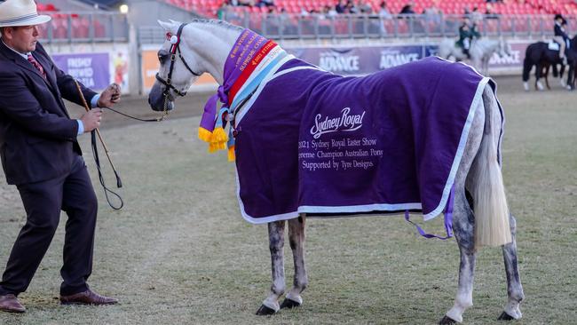 Supreme champion Australian pony Koora-Lyn Enchanting owned by Kym and Stuart Robinson. Picture: Glenys Lilley