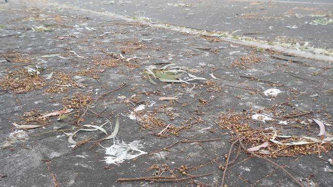 Corella poo and ripped foliage on Patapinda Rd, Old Noarlunga.