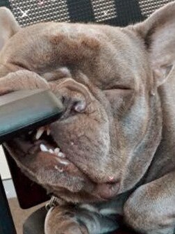 My boy Kaos because he is soooo special. 2 yr old Frenchie - Biggera Waters