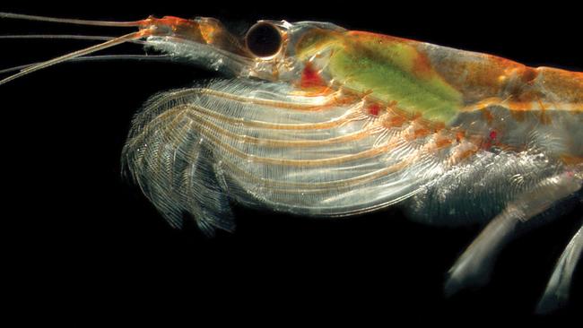 Antarctic krill aggregate under the sea ice and attract minke whales to the area, leading to the feeding frenzies