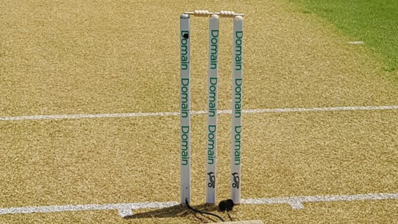 The Adelaide Oval surface a day out from the first Test.