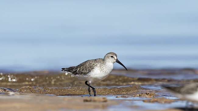 A curlew sandpiper. Picture: Ian Forsyth