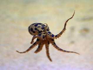 A blue-ring octopus.