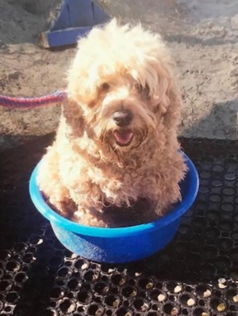 POPPY: Jo sent in this pic of her spoodle cooling off during a walk along the beachfront at Miami.