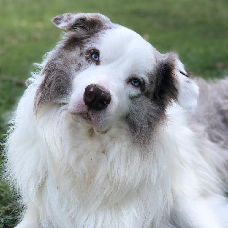 Cute working dogs Queensland. | The Courier Mail