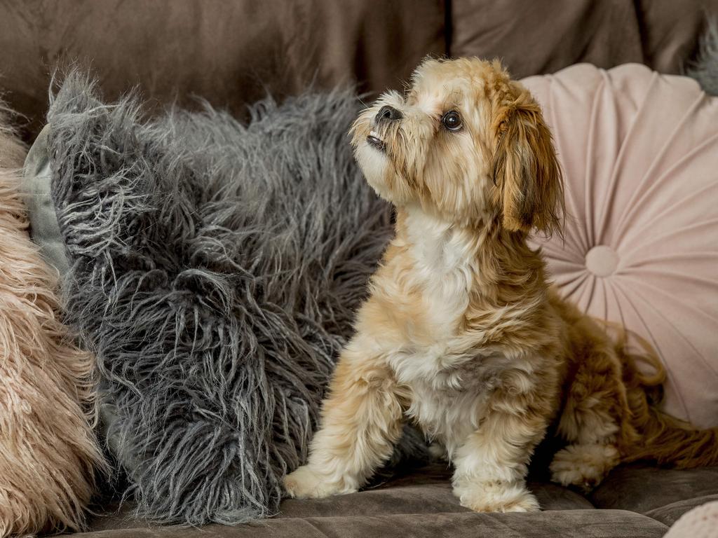 Winner of the Gold Coast Bulletin's cutest dog competition for 2021 is a Lhaso Apso called Puddin'. Picture: Jerad Williams