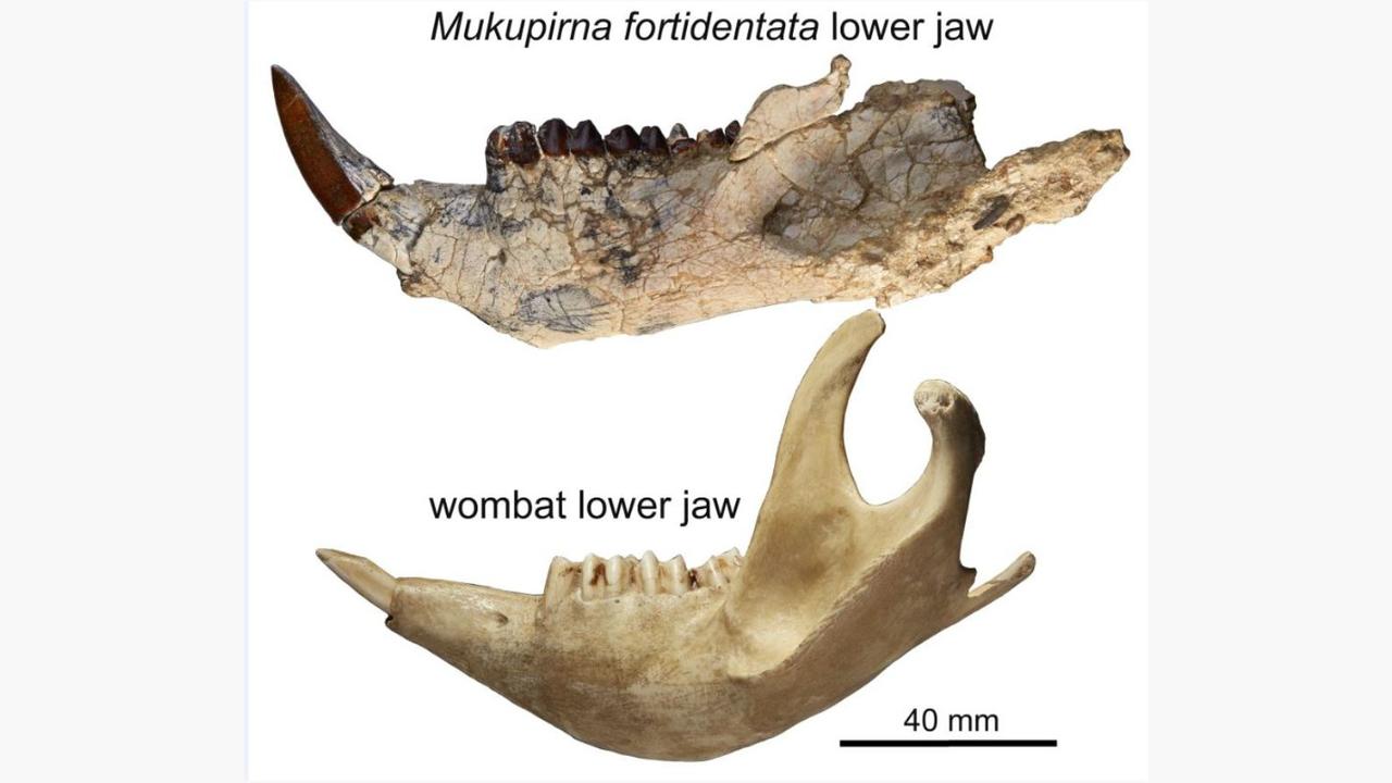 Left lower jaw of Mukupirna fortidentata compared with that of the southern hairy-nosed wombat. The fossils were found in Pwerte Marnte Marnte. Picture: Arthur Crichton