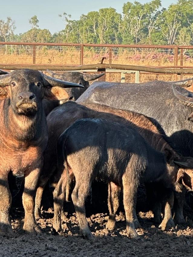 Some of the buffalo caught on Cosi’s adventure. Picture: Supplied