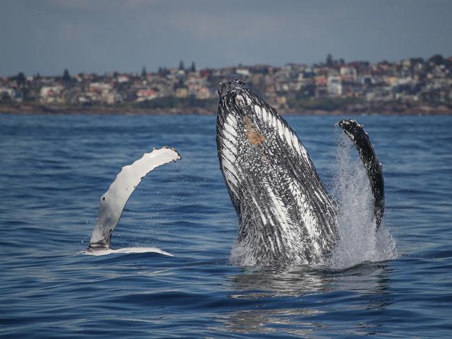 Picture: Jonas Liebschner of Whale Watching Sydney