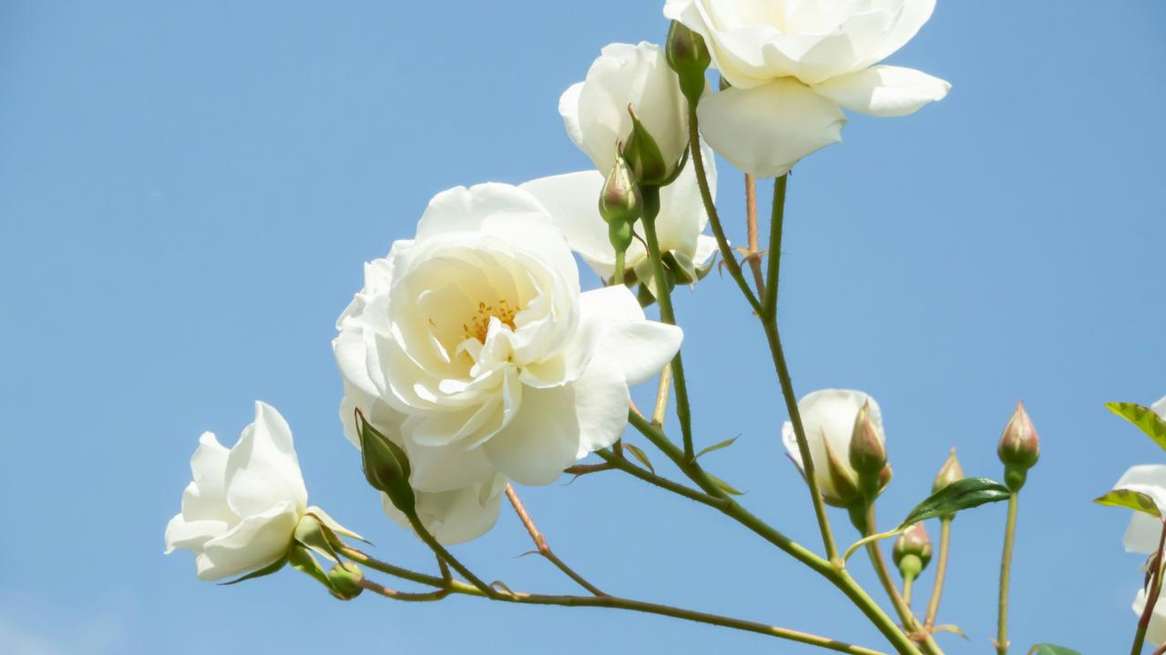 Stop, smell and order your roses