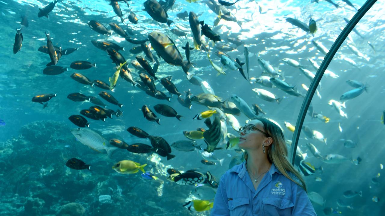 Behind the scenes at Reef HQ. Aquarist Samantha Kentwell. Picture: Evan Morgan