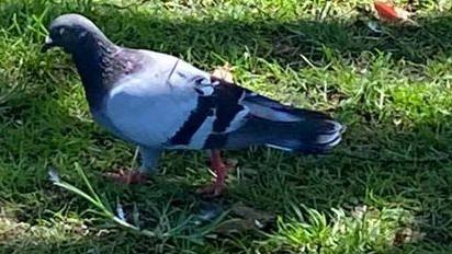 A pigeon has been photographed at a popular park at Dee Why, on Sydney 's northern beaches, after being impaled on what appears to be a wooden kebab skewer. Picture: Simone Brennan-Jones