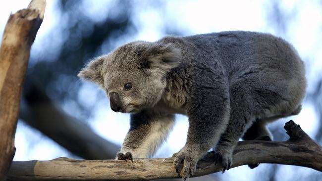 A koala at Wedderburn. Picture: Robert Pozo