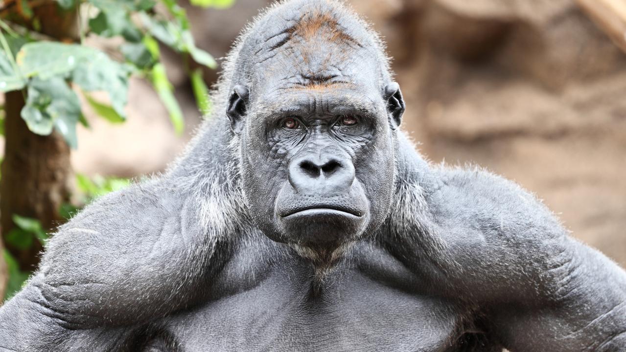 zookeeper-seriously-injured-after-being-attacked-by-440-pound-gorilla