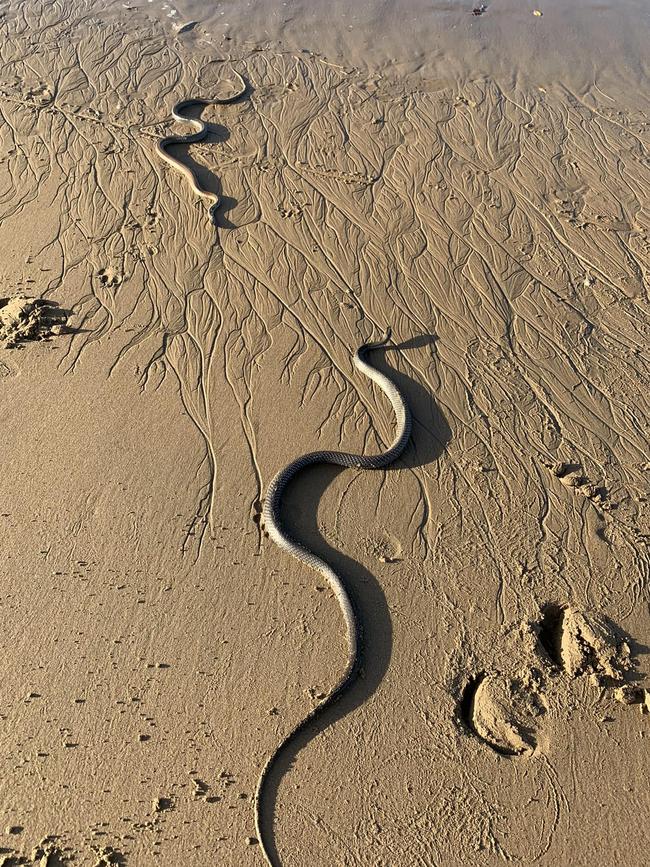 Jake Stinson relocated these two whip snakes from Moore Park Beach, but they returned to their favourite place again the next day.