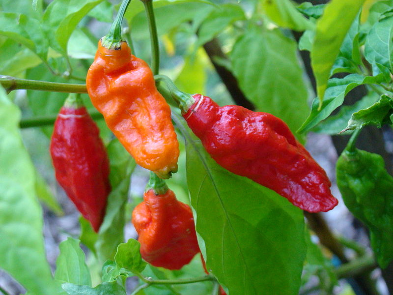 2015 guinness world 2025 record hottest pepper