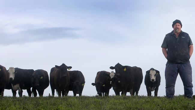 Doug swapped 400 milking cows for 350 beef cattle. Picture: Yuri Kouzmin