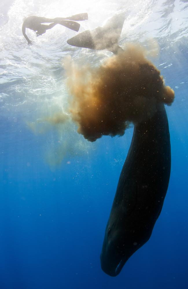 LOOKOUT! ... A diver get a little too close for comfort for the whale. Picture: KERI WILK / CATERS NEWS / PICTURE MEDIA