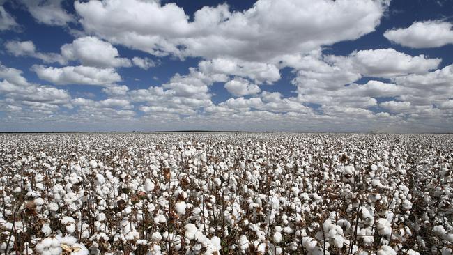 cotton plantation in contrast with blue sky and clouds
