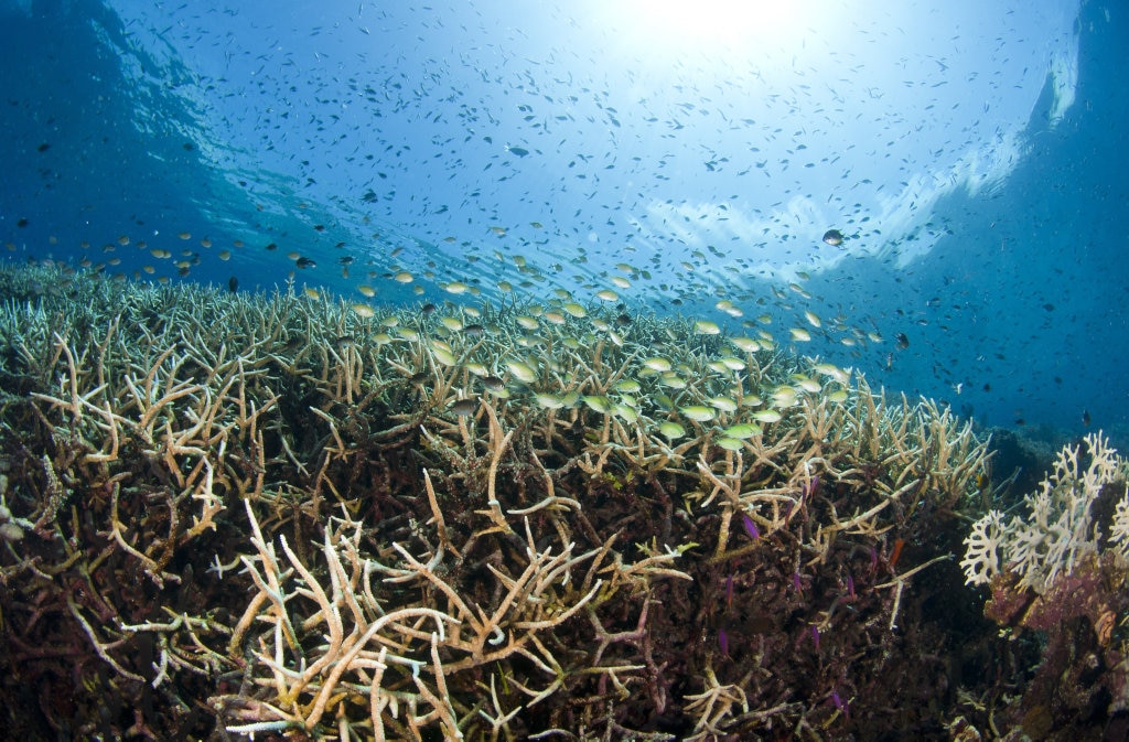 Defying gravity in a coral wonderland | The Courier Mail