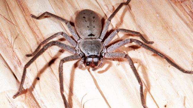 Spiders Crawl Across Your Face As You Sleep In Sydney: The Terrifying ...