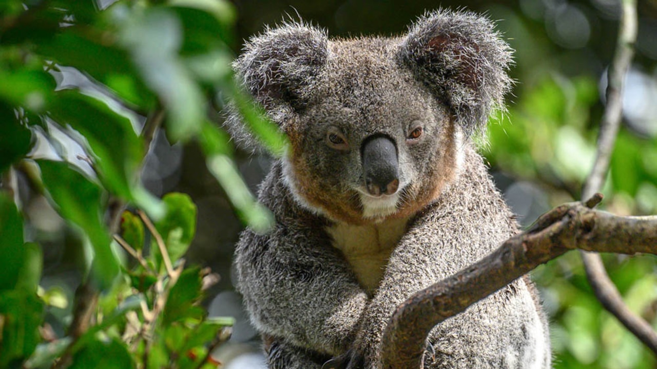 Koala at Featherdale Wildlife Park. Picture: Experience Oz